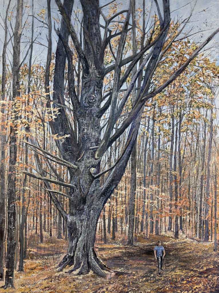 Gatineau Park, Jack Pine, Forest